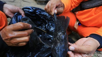 Waspada Bahaya Ikan Sapu-Sapu dalam Olahan Pangan: Panduan Detoksifikasi Logam Berat
