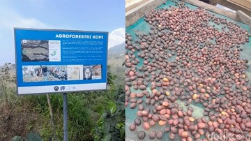 Melindungi Jantung Air Jawa Tengah: Keajaiban Agroforestri Kopi Arabika Boyolali Selamatkan Hulu Sungai Pusur
