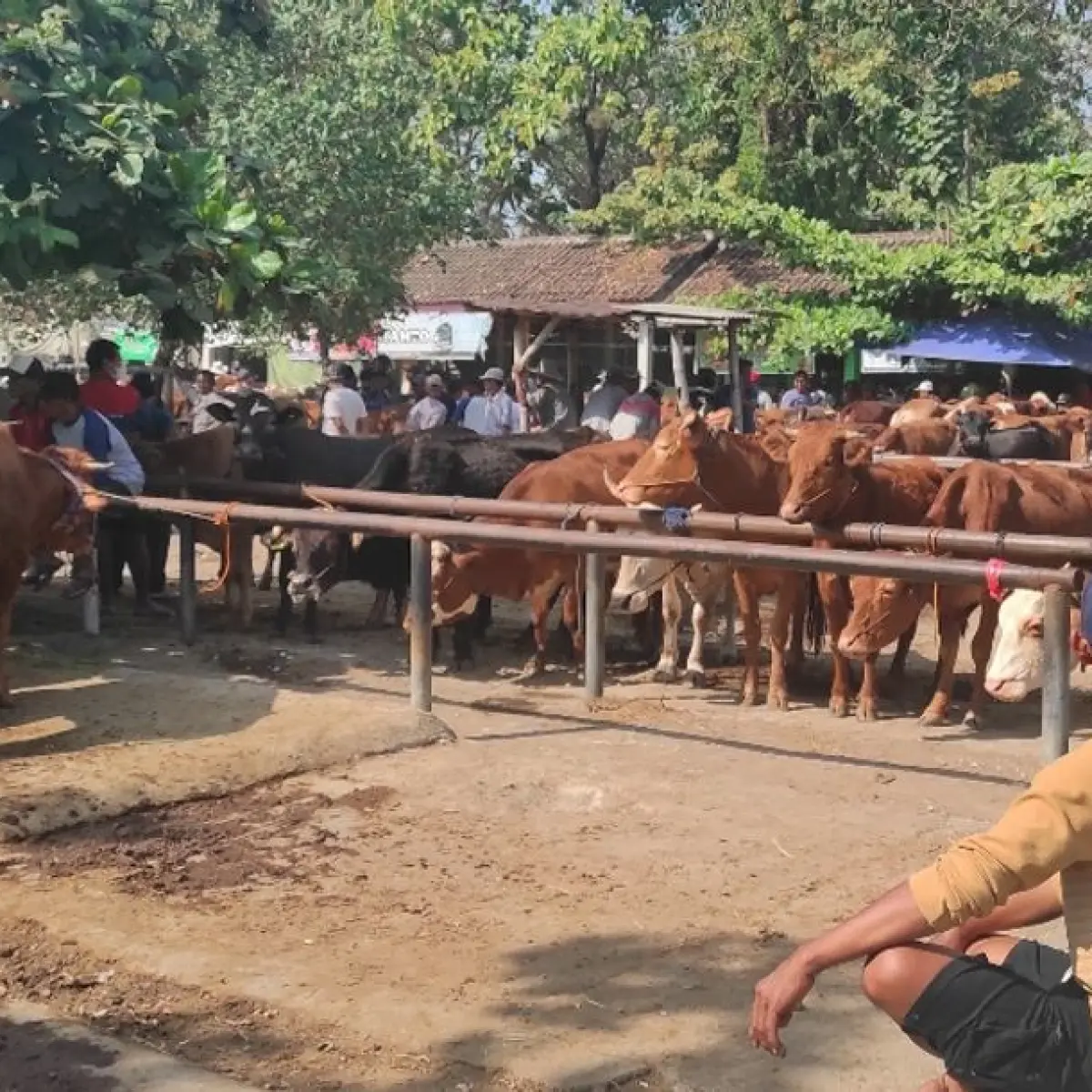 Antisipasi PMK dan Penyakit Lain, Pemkot Surakarta Perketat Pengawasan Kesehatan Hewan Kurban Jelang Idul Adha