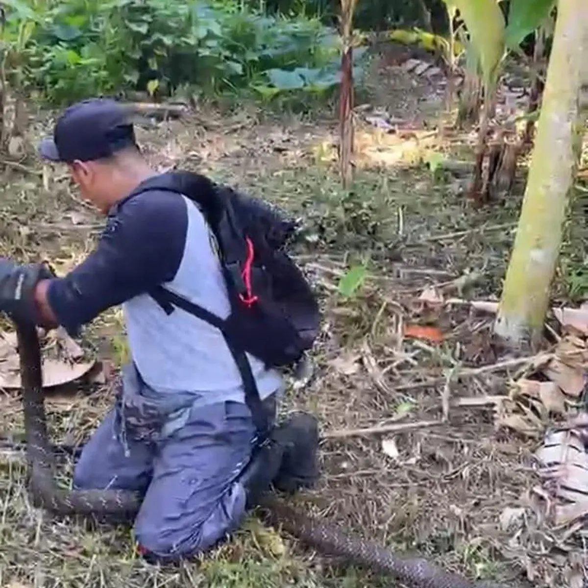 Raja Kobra Muncul di Tabanan, Tim Reptil Asih Turun Tangan Selamatkan Warga Lalanglinggah