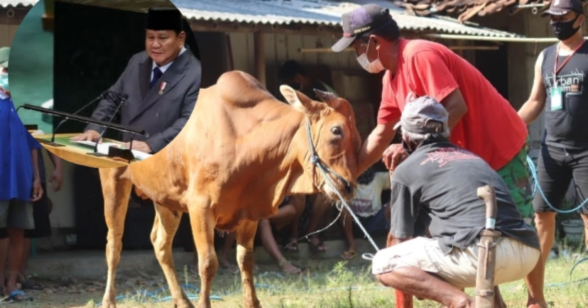 Prabowo Beli 1.098 Sapi Kurban Pakai APBN, Anggaran Tembus Rp100 Miliar