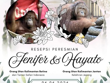 Kolaborasi Konservasi Satwa: Orang Utan Indonesia dan Jepang Siap Bertemu di Negeri Sakura